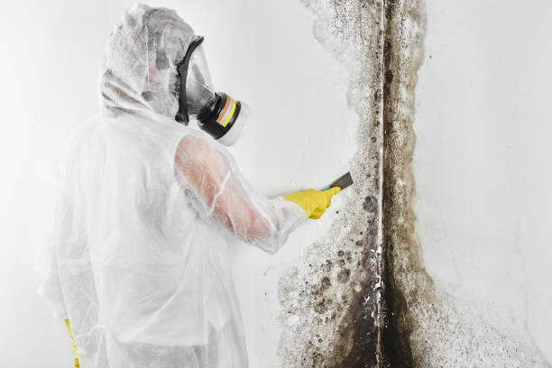 Best HVAC Mold Remediation in Crimora, VA