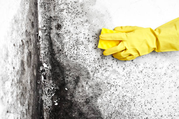Best Attic Mold Remediation in Crimora, VA