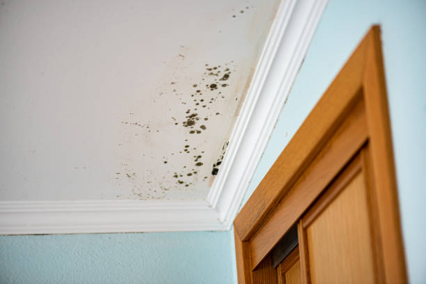 Professional Mold Remediation in Crimora, VA