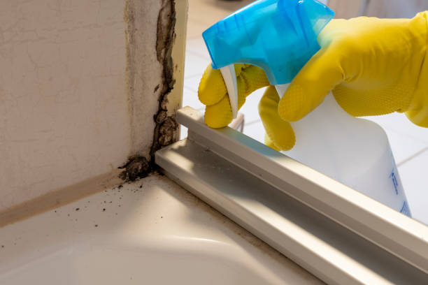 Best Insurance-Related Mold Remediation in Crimora, VA