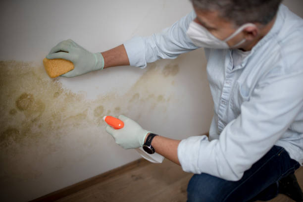 Best Preventive Mold Services in Crimora, VA