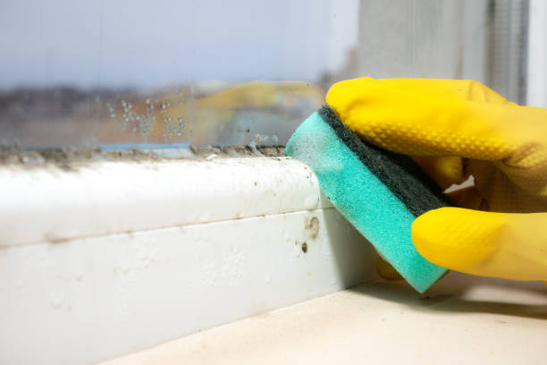 Best Health and Safety Mold Remediation in Crimora, VA