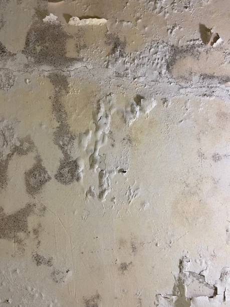 Professional Mold Remediation in Crimora, VA