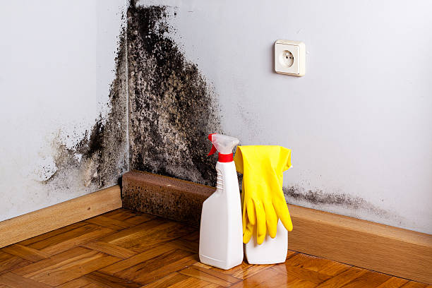Best Residential Mold Remediation in Crimora, VA