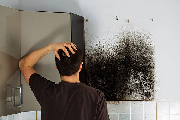Best Post-Flood Mold Remediation in Crimora, VA